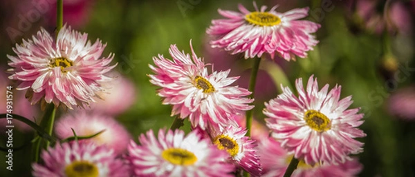 Obraz Pink Daisies