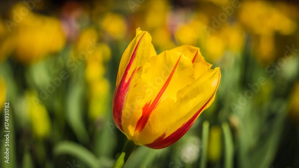 Obraz Yellow Red Tulip