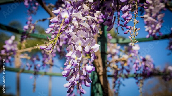 Obraz purple flowers