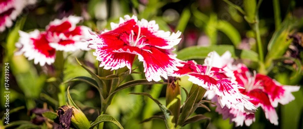 Obraz Red and white flowers