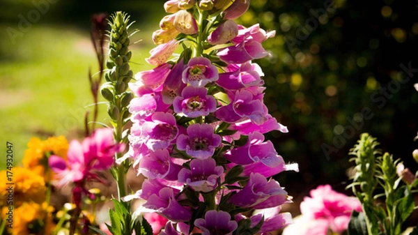 Obraz pink snap dragons