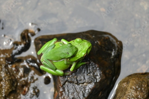 Obraz シュレーゲルアオガエルのペア