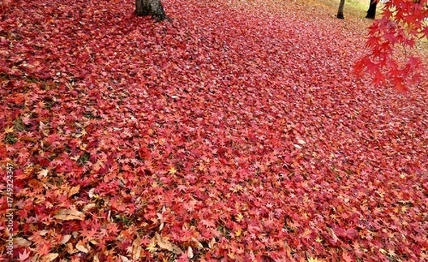 Obraz 地面を覆い尽くすモミジの落ち葉