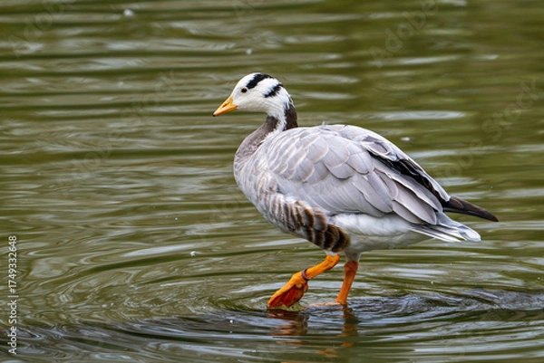 Fototapeta Bar-headed goose (Anser indicus) standing in shallow water of pond, exotic species native to Central Asia
