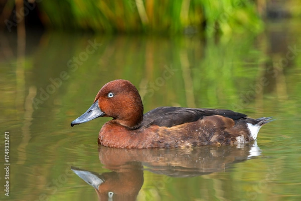 Obraz Ferruginous duck / ferruginous pochard / common white-eye / white-eyed pochard (Aythya nyroca), male in eclipse plumage swimming in pond in autumn