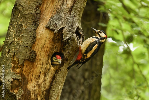 Obraz woodpecker on tree