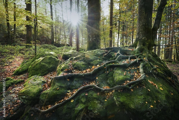Obraz tree in the forest