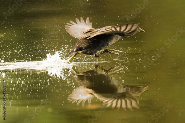 Obraz great crested grebe