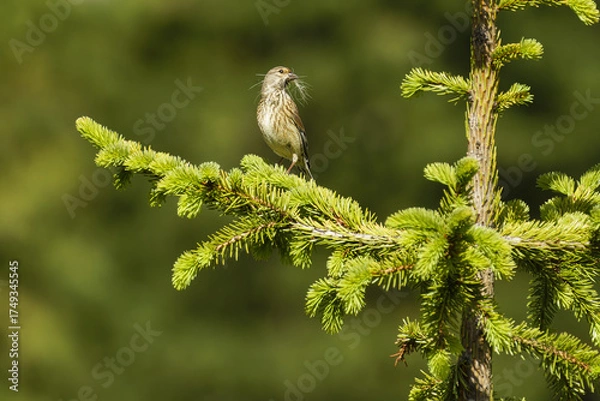 Obraz sparrow on a branch