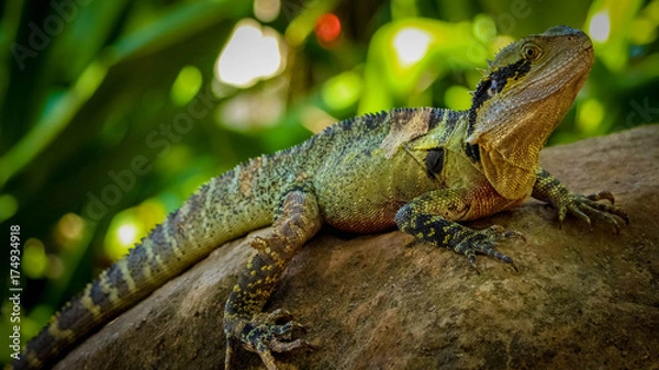 Obraz Water dragon