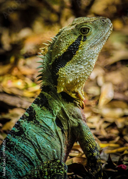 Obraz Water dragon