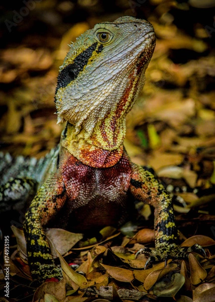 Obraz Water dragon