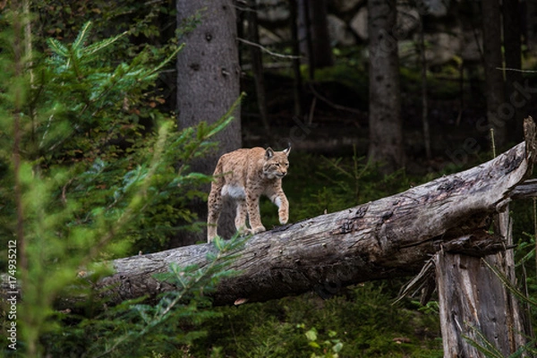Fototapeta Luchs_1