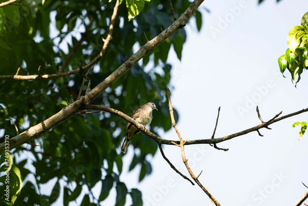 Fototapeta a young zebro dove perching on the tree branch