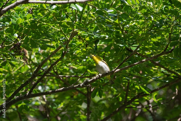 Fototapeta a tiny lowland white-eyed songbird on a tree branch