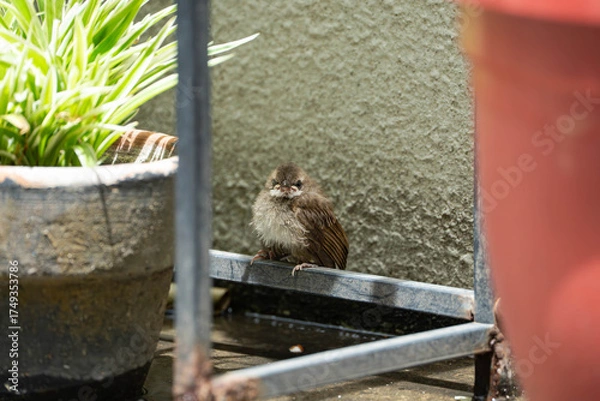 Fototapeta a nestling Eurasian tree sparrow that has fallen to its nest and calling for help of its parents