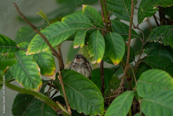 Fototapeta a nestling Eurasian tree sparrow that has fallen to its nest and calling for help of its parents