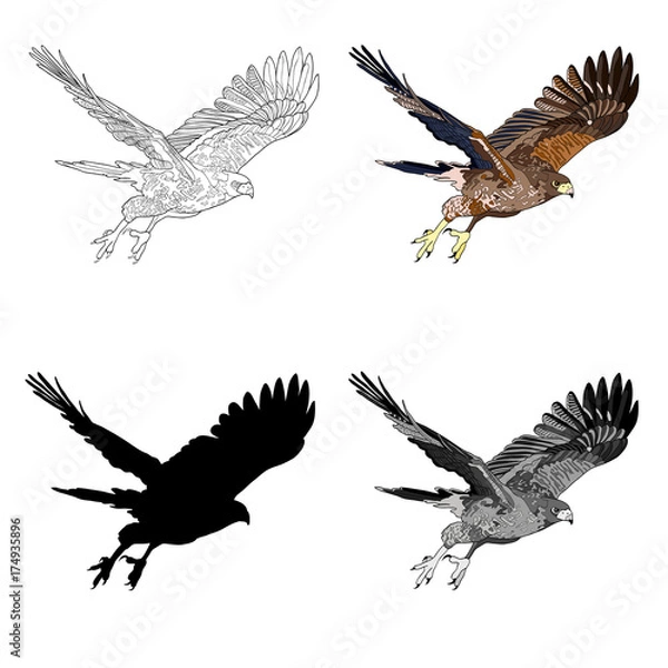 Obraz Vector illustration, an image of a flying hawk. Black line, black and white and gray spots, black silhouette, color image