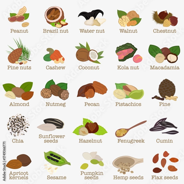 Fototapeta Set of illustrations Nuts and seeds. Created in a colorful flat style with clear lines.
