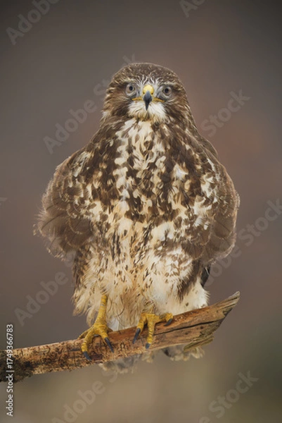 Obraz eagle owl portrait