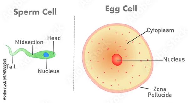 Fototapeta Sperm cell, ovum. egg cell anatomy. Human reproduction, reproductive cells structure, diagram. Vector illustration