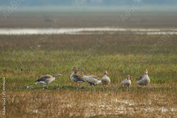 Fototapeta Greylag goose or Anser anser flock family at keoladeo national park or bharatpur bird sanctuary rajasthan india asia bird in open grassland with shallow water or wetland during winter season migration