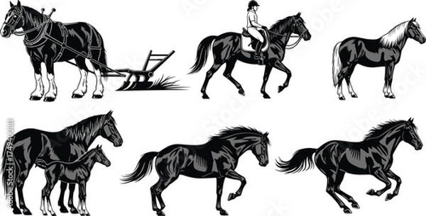 Obraz Black and white horse illustrations showing farming, riding, rearing, galloping, standing, foal with mare, equestrian work, dynamic movement, agriculture, animals