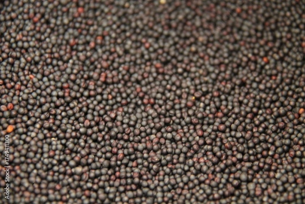 Fototapeta A Background Image of Fresh Oil Seed Rape.
