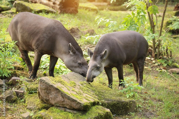 Fototapeta Two tapirs in a meadow searching for food, animals in their natural habitat. Wildlife. Ecosystem, biodiversity.