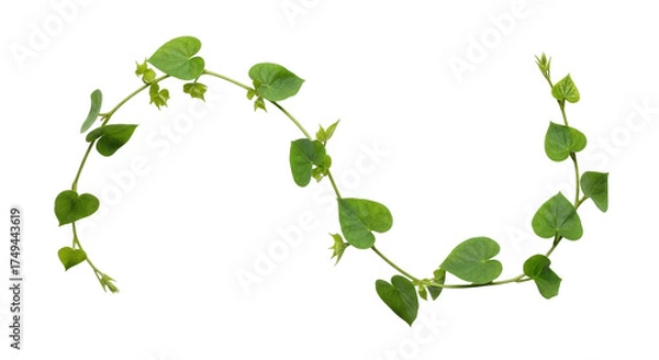 Fototapeta Isolated winding vine with heart shaped green leaves for decoration, no background