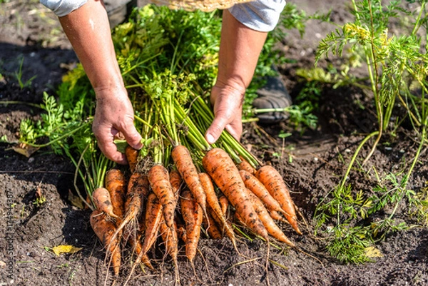 Obraz Farmer holding a carrots from the soil, vegetables from local farming, organic produce harvested from the garden, fall harvest