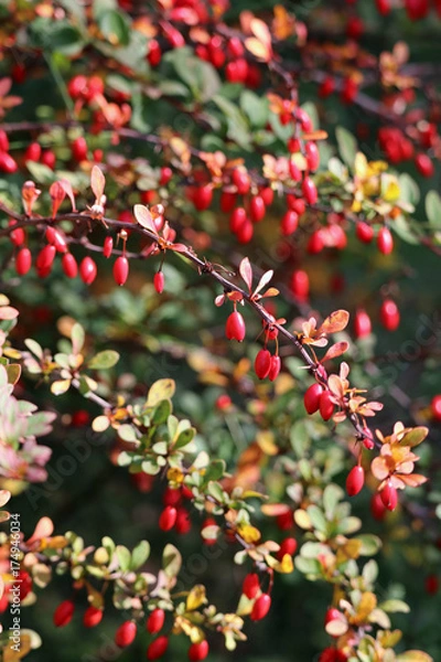 Fototapeta Branch with berries in autumn