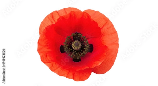 Obraz Isolated bright red poppy flower in full bloom on a bright day with intense colors