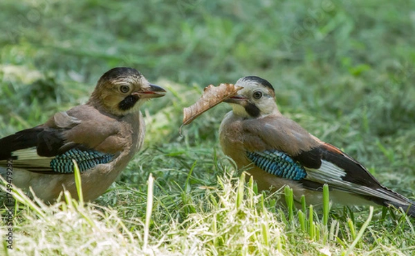Fototapeta Two Eurasian jay (Garrulus glandarius) sits on the grass and holding a leaf in their beak.