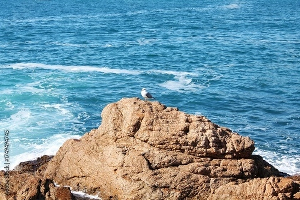 Obraz Seagull standing on textured brown coastal rock. Seabird perched on boulder with blue sea waves and white foam in the background. Wildlife and nature scene of the Atlantic ocean