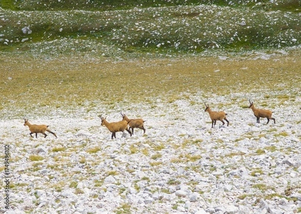 Fototapeta National park of Majella, Italy - Mountain summits in the Majella range, central Italy, Abruzzo region, with characteristic landscape of rocky expanses between valleys and plateaus.