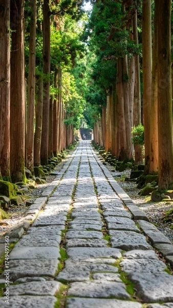 Obraz A long, stone pathway leads through a tall, green forest. Sunlight streams down, creating shadows. The tall trees frame the path