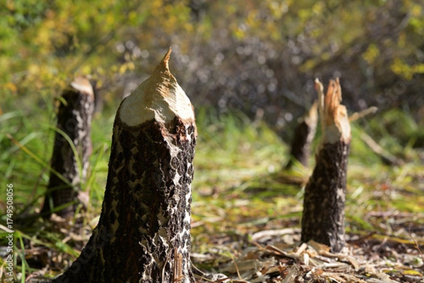 Obraz Tree Stumps Gnawed by Beavers in Forest