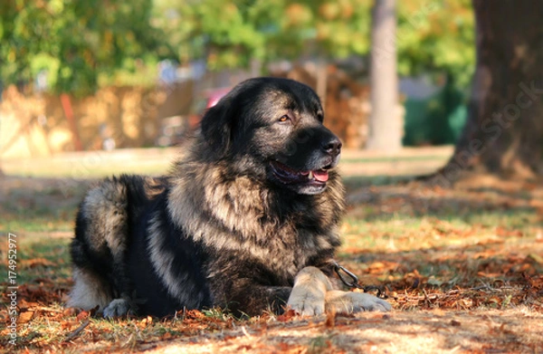 Obraz Šarplaninac dog