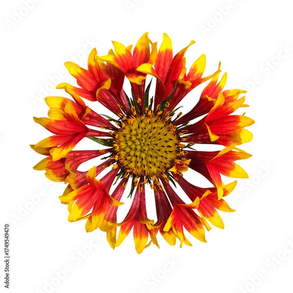 Obraz オレンジ色のガイラルディア・ラズルダズルの花