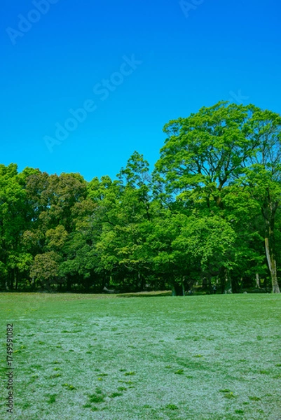 Fototapeta 緑の公園