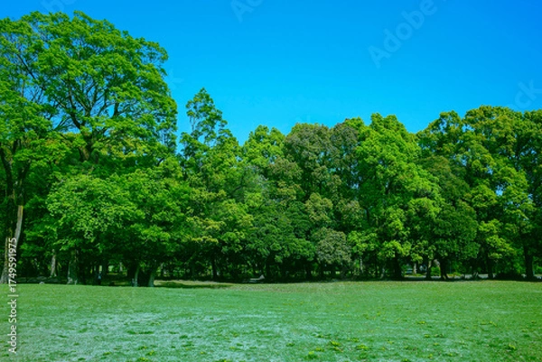 Obraz 緑の公園