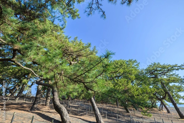 Obraz 三保松原の松林