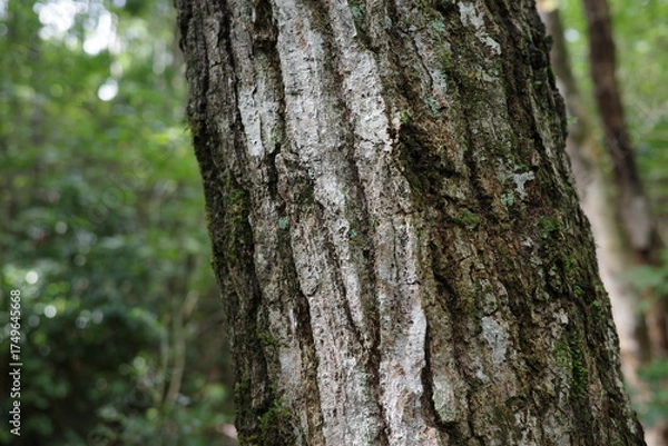 Obraz 夏から秋へと移りゆく森の中、コナラの幹が季節の変化を静かに映し出しています。