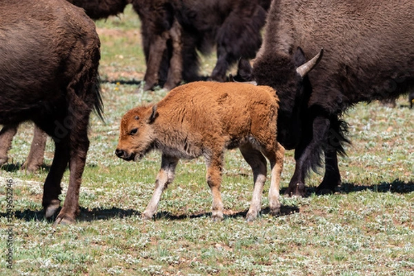 Fototapeta Herd of American plains bison (Bison bison) walking across open grassy field at Grand Canyon's North Rim. Young Bison in the center. 
