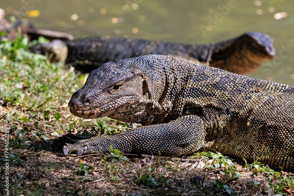 Obraz Pair of Asian Water Monitor lizard (Varanus salvator) by the  lake at Lumphini Park, Bangkok, Thailand.
