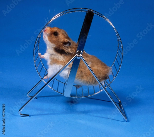 Fototapeta Goldhamster_111365