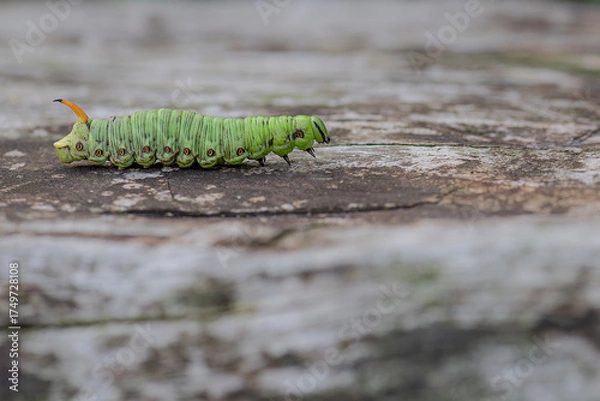 Obraz The Convolvulus Hawk-moth, macro photography of the caterpillar (Agrius convolvuli)