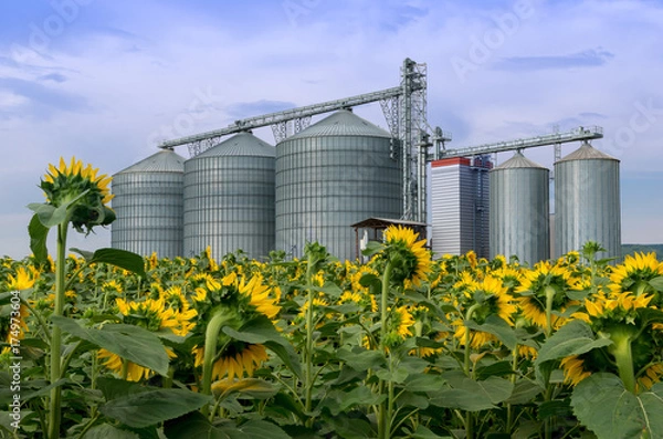 Obraz Elevator in a sunflower field