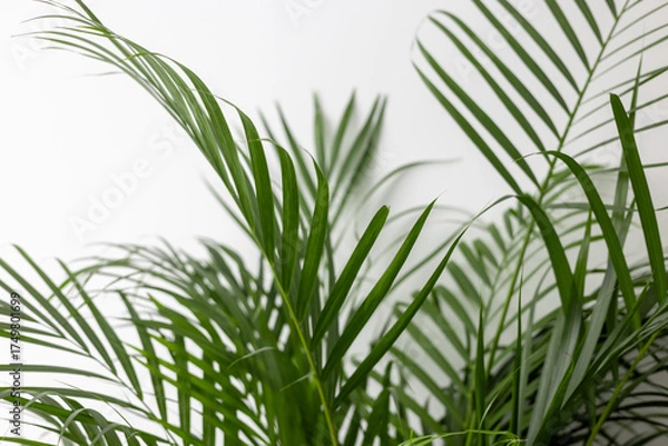 Obraz Green Chamaedorea Elegans Leaf on White Background